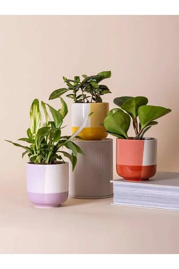 The Mia 4'lü Renkli Porselen Saksı Seti 9x10 Cm 330 Ml Dekoratif Saksı