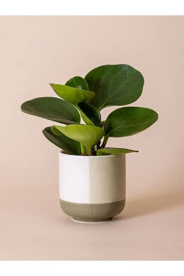 The Mia 4'lü Renkli Porselen Saksı Seti 9x10 Cm 330 Ml Dekoratif Saksı