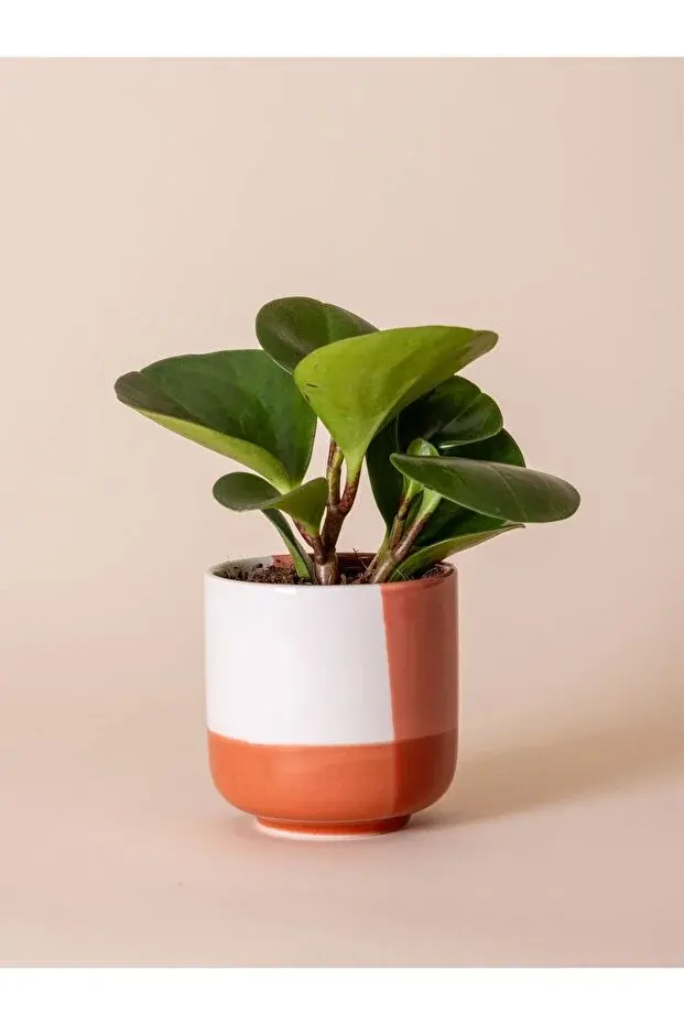 The Mia 4'lü Renkli Porselen Saksı Seti 9x10 Cm 330 Ml Dekoratif Saksı