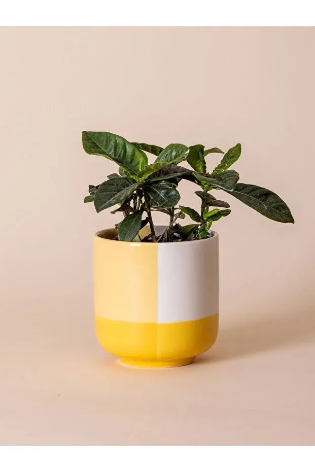 The Mia 4'lü Renkli Porselen Saksı Seti 9x10 Cm 330 Ml Dekoratif Saksı