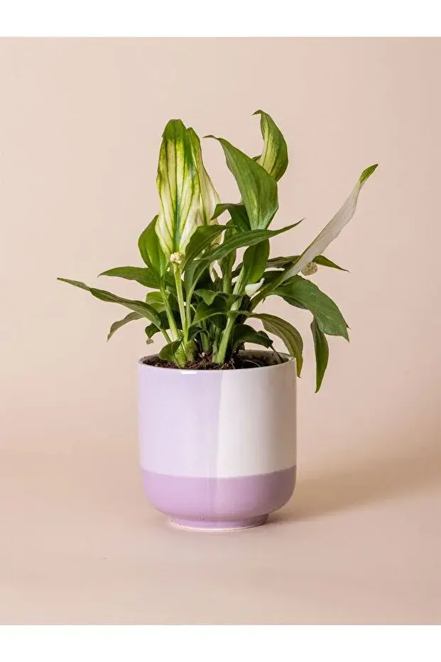 The Mia 4'lü Renkli Porselen Saksı Seti 9x10 Cm 330 Ml Dekoratif Saksı